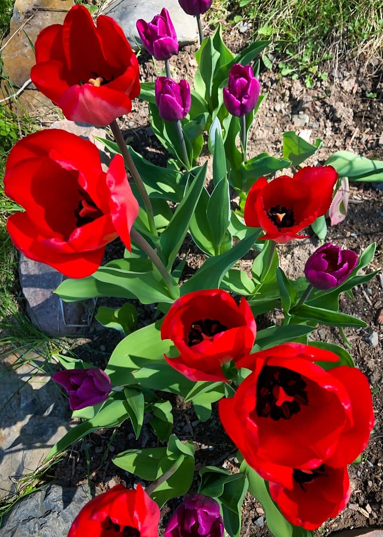 Double Tides Flowers